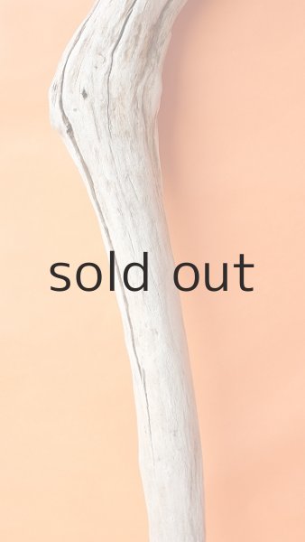 画像3: 幹流木 (3)