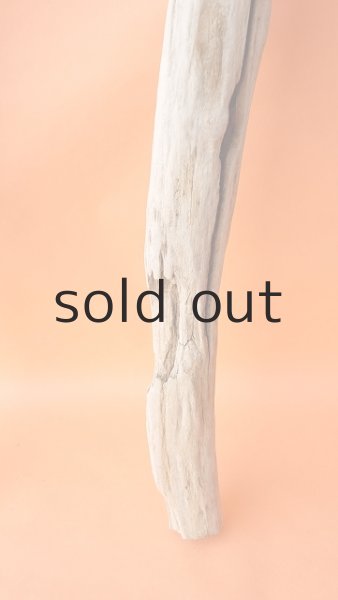 画像6: 幹流木 (6)