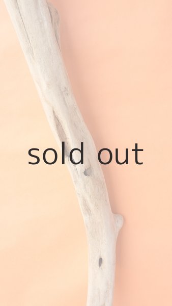 画像3: 幹流木 (3)