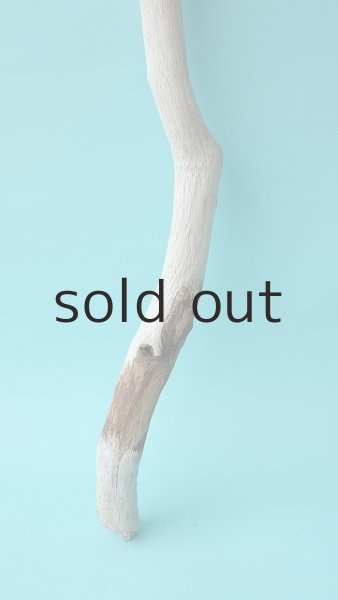 画像2: 小枝流木 (2)