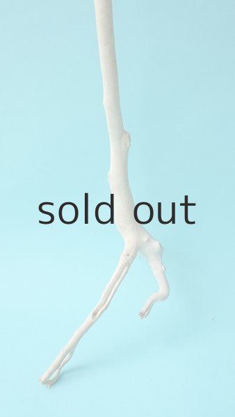 画像2: 枝流木 (2)