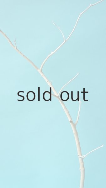 画像4: 枝流木 (4)