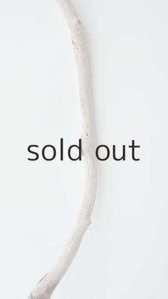 画像3: 枝流木 (3)