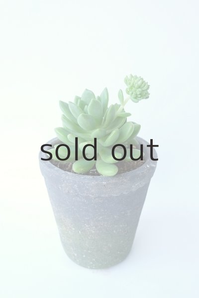 画像2: 多肉植物（春萌・セダム属） (2)