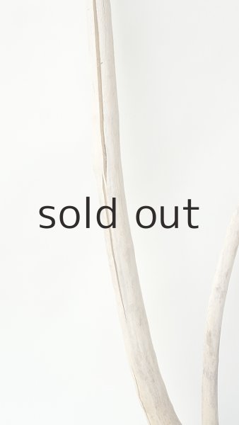 画像3: 枝流木 (3)