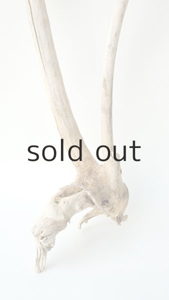 画像2: 枝流木 (2)