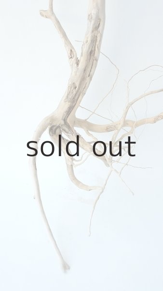 画像2: 枝流木 (2)