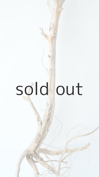 画像4: 枝流木 (4)