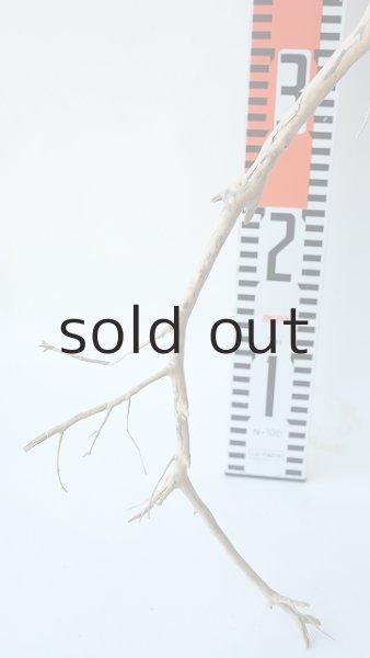 画像8: 枝流木 (8)