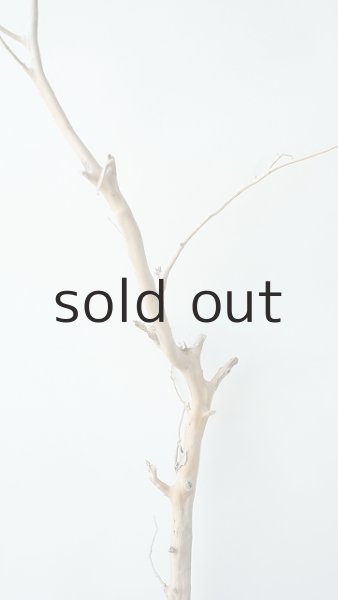 画像5: 枝流木 (5)