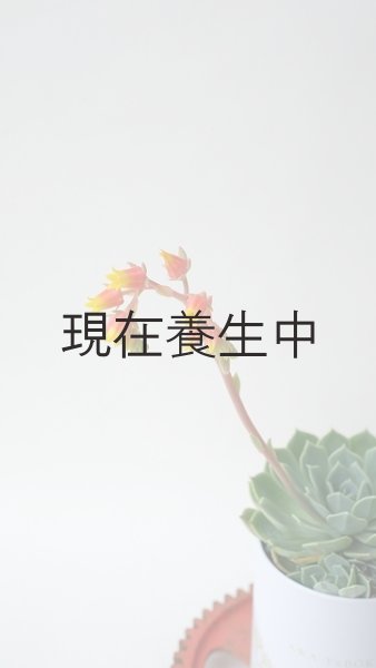 画像2: 多肉植物（養老・エケべリア属）苗・オプションでオリジナルスチール丸缶 (2)