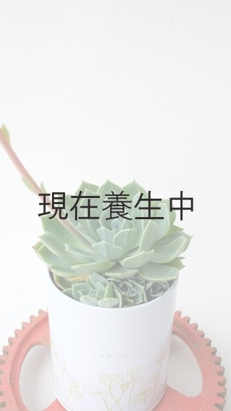 画像3: 多肉植物（養老・エケべリア属）苗・オプションでオリジナルスチール丸缶 (3)