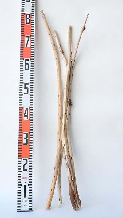 画像3: 棒流木セット（カット流木）