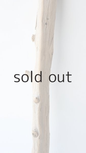 画像3: 幹流木 (3)