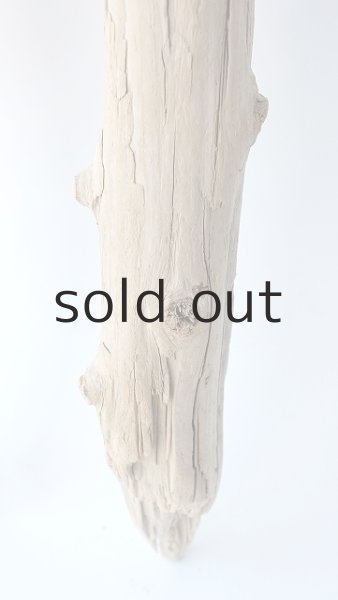 画像5: 幹流木 (5)