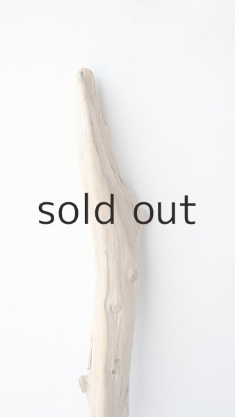 画像4: 幹流木 (4)