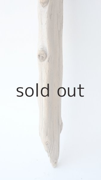 画像2: 幹流木 (2)