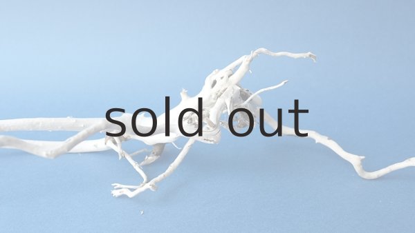 画像4: 流木根 (4)