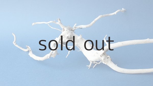 画像2: 流木根 (2)