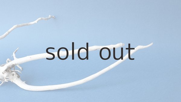 画像3: 流木根 (3)