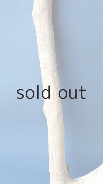 画像4: 幹流木 (4)