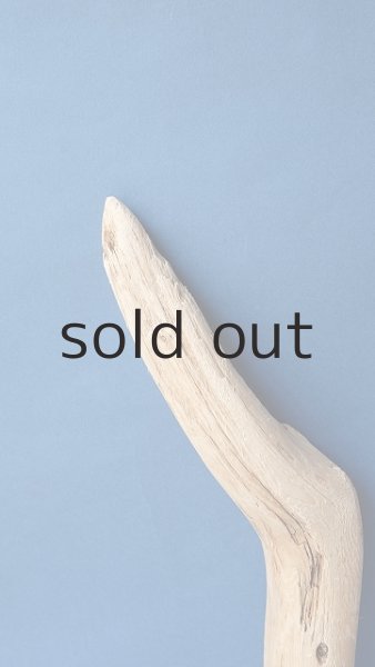 画像4: 幹流木 (4)