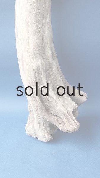 画像2: 幹流木 (2)