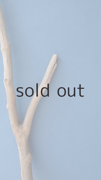 画像6: 幹流木 (6)