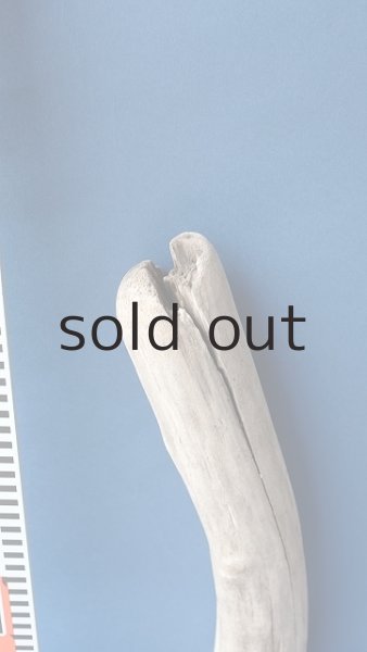 画像4: 幹流木 (4)