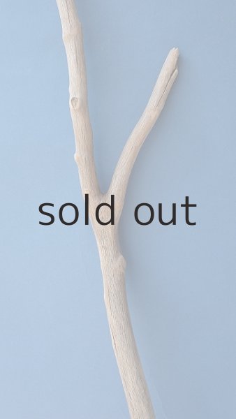 画像4: 幹流木 (4)