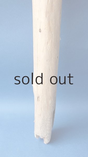 画像2: 幹流木 (2)