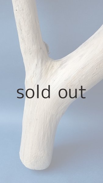 画像2: 幹流木 (2)