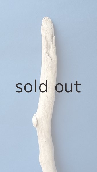 画像5: 幹流木 (5)