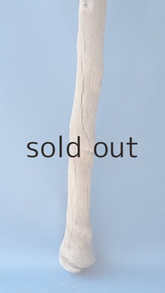 画像2: 幹流木 (2)