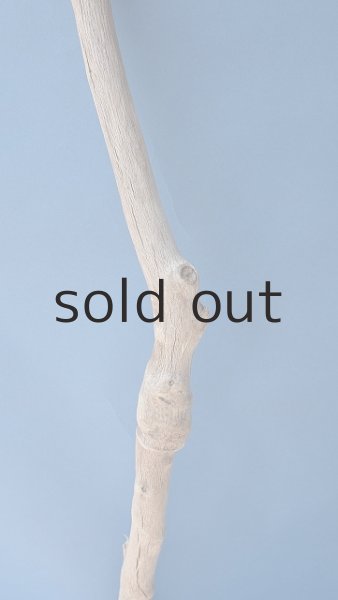 画像3: 幹流木 (3)