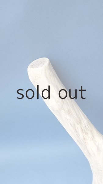 画像6: 幹流木 (6)