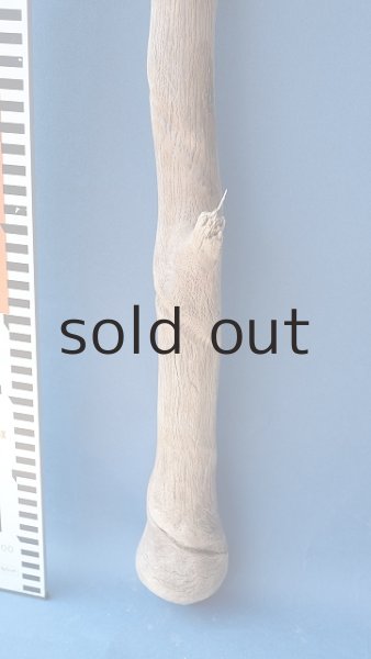 画像7: 幹流木 (7)