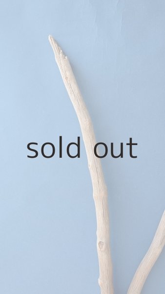 画像5: 幹流木 (5)