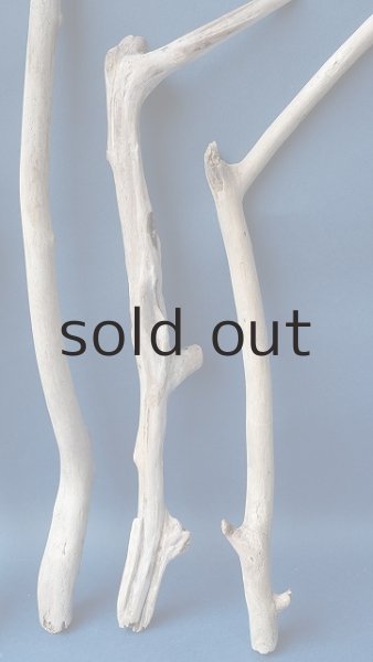 画像6: 小枝流木セット (6)