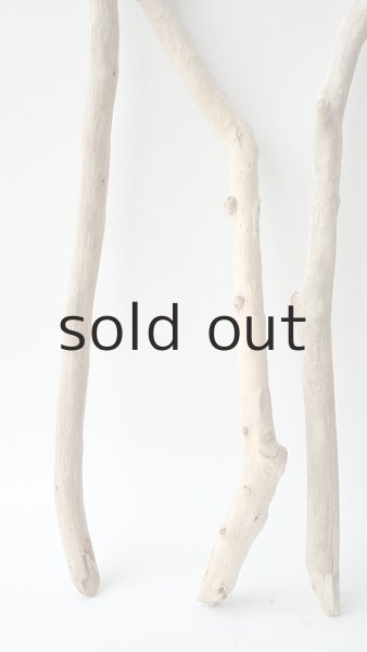 画像5: 小枝流木セット (5)