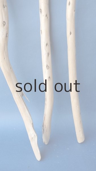 画像2: 棒流木セット (2)