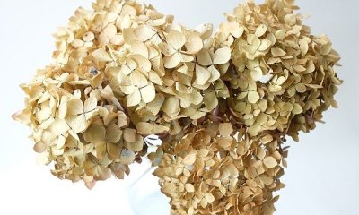 画像3: Dry plants for decor デコール用乾燥紫陽花（霧島の恵・5輪結）2016開花