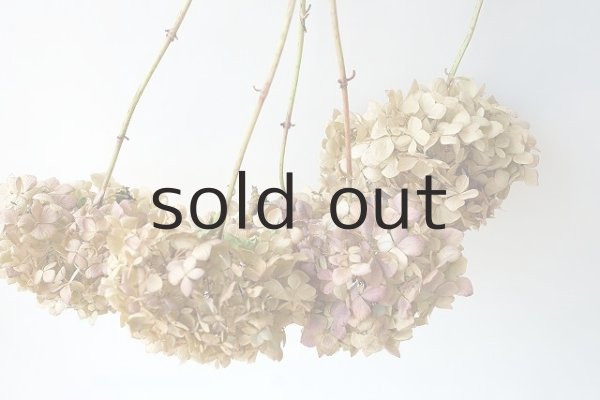 画像2: Dry plants for decor デコール用乾燥紫陽花（霧島の恵・5輪結）2016開花 (2)