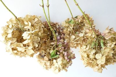 画像1: Dry plants for decor デコール用乾燥紫陽花（霧島の恵・5輪結）2016開花