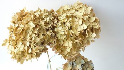 画像1: Dry plants for decor デコール用乾燥紫陽花（霧島の恵・大）2016開花