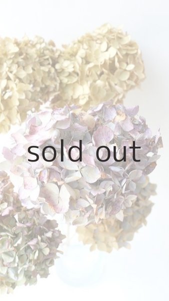 画像2: Dry plants for decor デコール用乾燥紫陽花(霧島の恵・大)2016開花 (2)