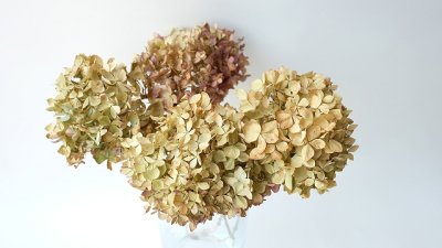 画像1: Dry plants for decor デコール用乾燥紫陽花（霧島の恵・小）2016開花