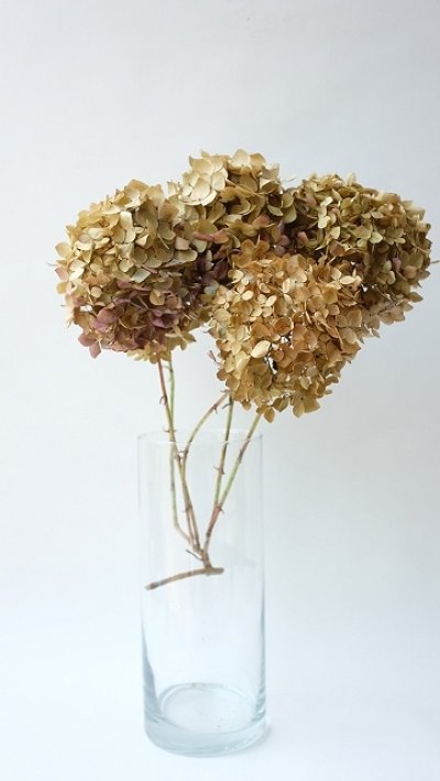 画像2: Dry plants for decor デコール用乾燥紫陽花（霧島の恵・5輪結）2016開花