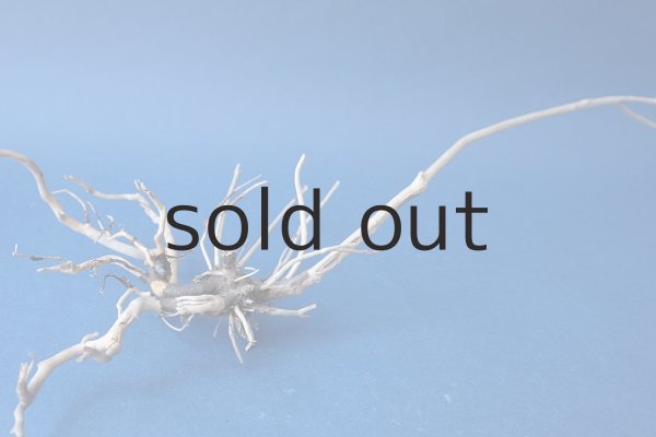 画像4: 流木根 (4)