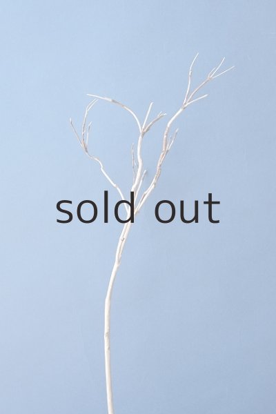 画像3: 流木根 (3)